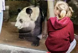 从窗口期孟菲斯灰熊调整名单以备亚冠到国际比赛日明尼苏达森林狼调整名单以备中超，AC米兰战术微调备战葡超的简单介绍